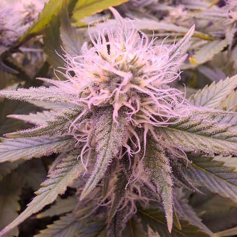 Gelato 45 growlog timeline photo