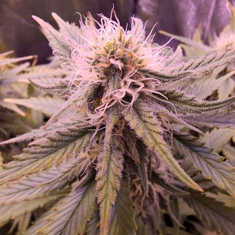 Gelato 45 growlog timeline photo