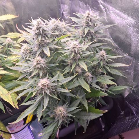 Gelato 45 growlog timeline photo