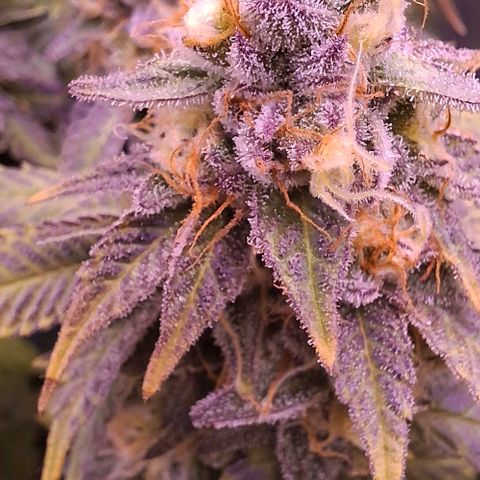 Blueberry growlog timeline photo