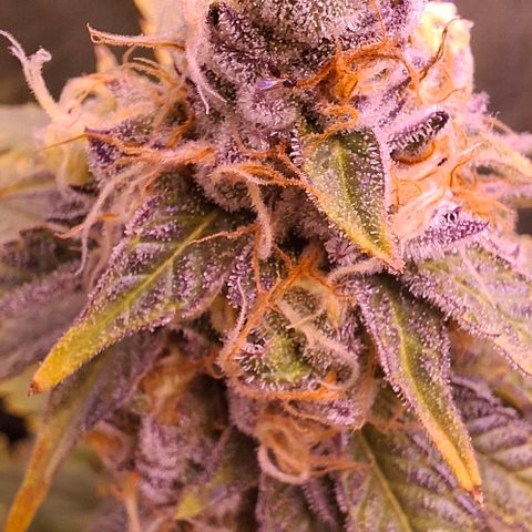 Blueberry growlog timeline photo