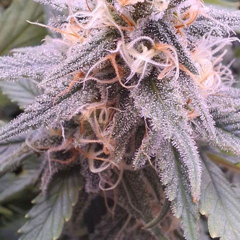 Gelato 45 growlog timeline photo