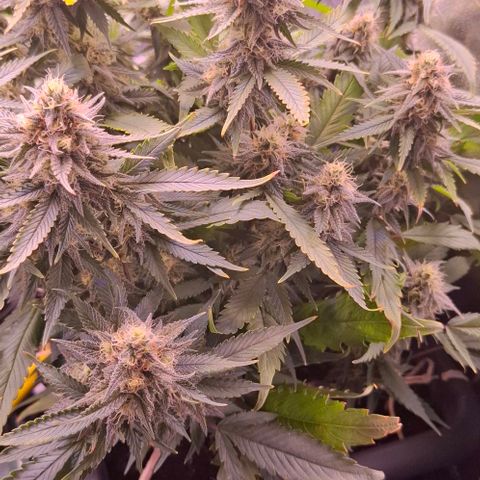 Gelato 45 growlog timeline photo