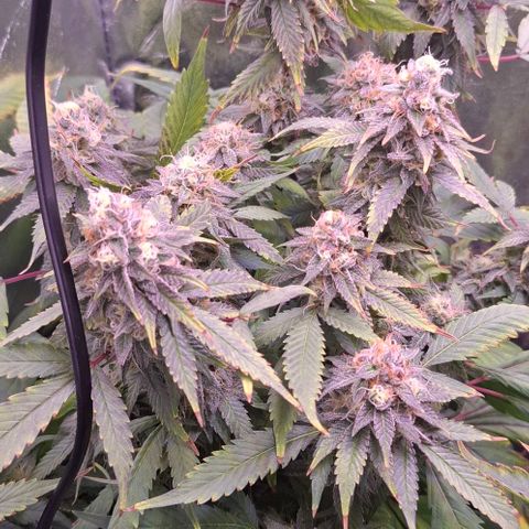 Blueberry growlog timeline photo