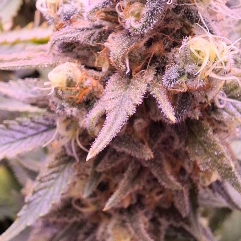 Gelato 45 growlog timeline photo