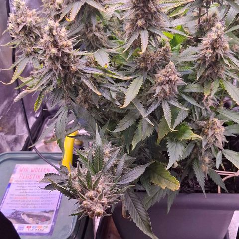 Gelato 45 growlog timeline photo