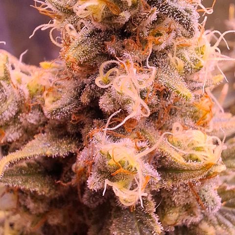 Gelato 45 growlog timeline photo