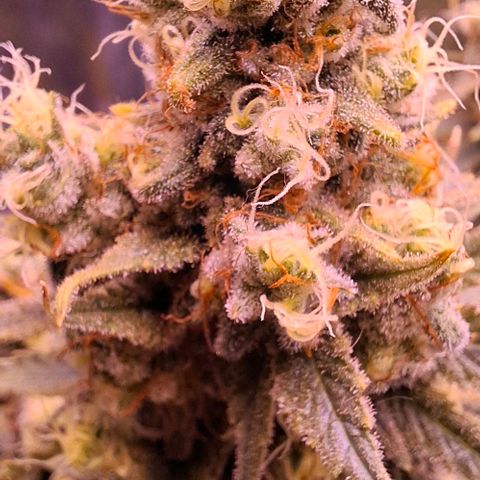 Gelato 45 growlog timeline photo