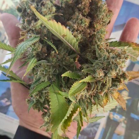 Gelato 45 growlog timeline photo