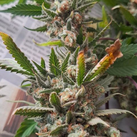 Gelato 45 growlog timeline photo