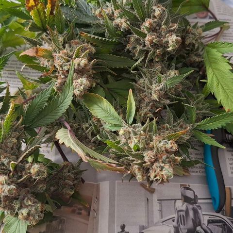 Gelato 45 growlog timeline photo