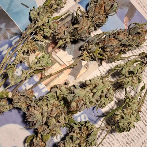 Blueberry growlog timeline photo