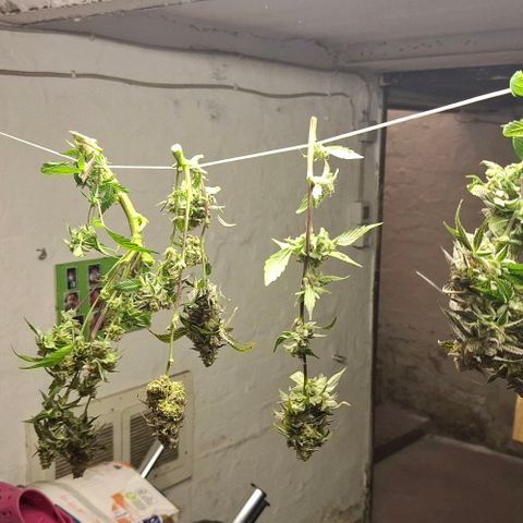 Blueberry growlog timeline photo