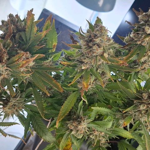 Gelato 45 growlog timeline photo