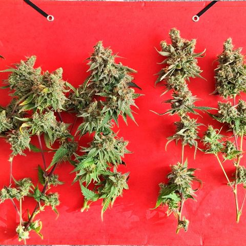 Gelato 45 growlog timeline photo