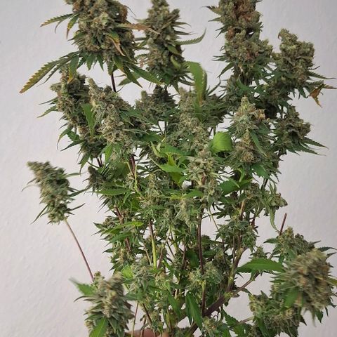 Gelato 45 growlog timeline photo