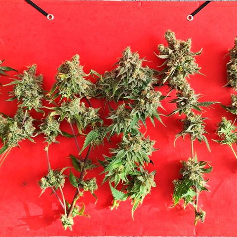 Gelato 45 growlog timeline photo
