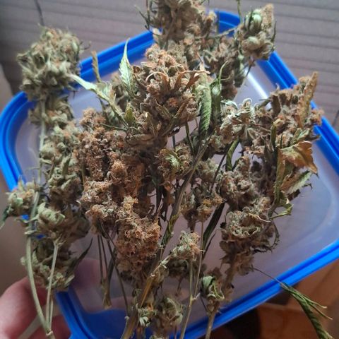 Gelato 45 growlog photo: Ein Teil der Ernte, der Rest wird noch 10 Tage trocknen.