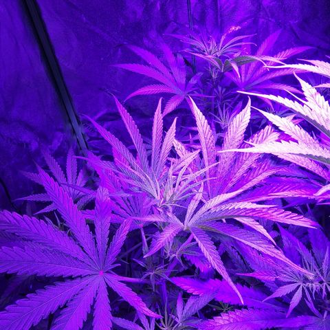 Blue Dreams 1 growlog timeline photo