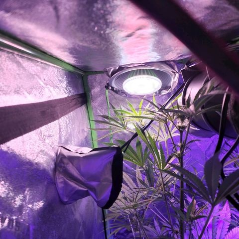 Blue Dreams 1 growlog timeline photo