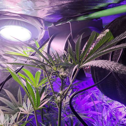 Blue Dreams 1 growlog timeline photo