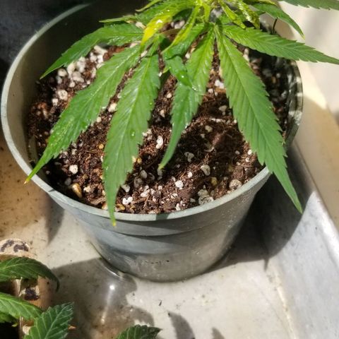 Cookies Kush Clone Sept 17, 2020 #1 growlog timeline photo