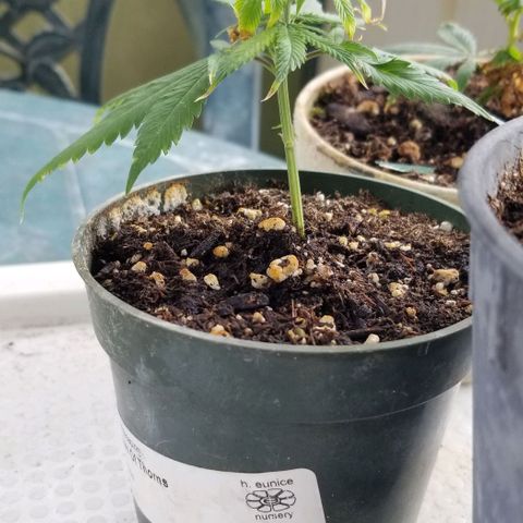 Cookies Kush Clone Sept 17, 2020 #1 growlog timeline photo