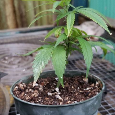 Cookies Kush Clone Sept 17, 2020 #1 growlog photo: Needs xplant now