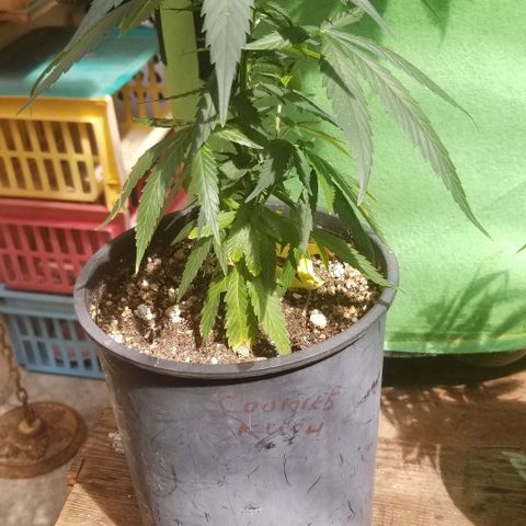 Cookies Kush Clone Sept 17, 2020 #1 growlog photo: Getting white pot 2day 