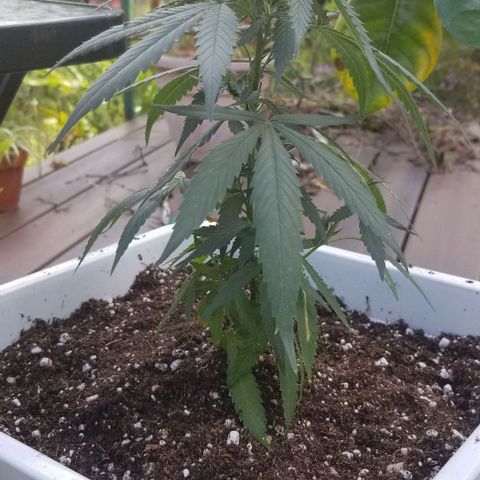 Cookies Kush Clone Sept 17, 2020 #1 growlog timeline photo