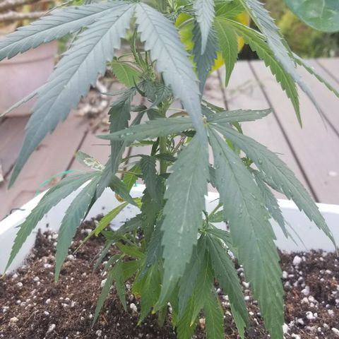 Cookies Kush Clone Sept 17, 2020 #1 growlog timeline photo