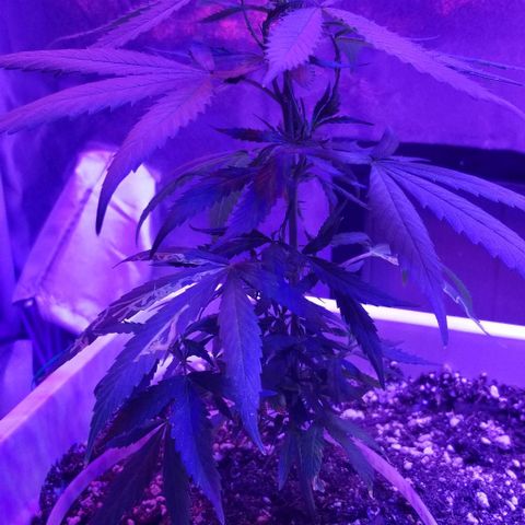 Cookies Kush Clone Sept 17, 2020 #1 growlog timeline photo