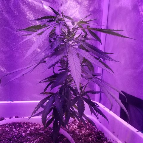 Cookies Kush Clone Sept 17, 2020 #1 growlog timeline photo