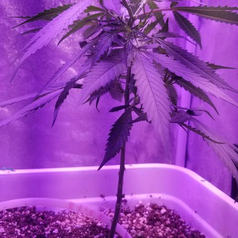 Cookies Kush Clone Sept 17, 2020 #1 growlog timeline photo