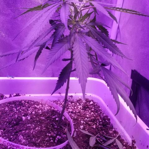 Cookies Kush Clone Sept 17, 2020 #1 growlog timeline photo