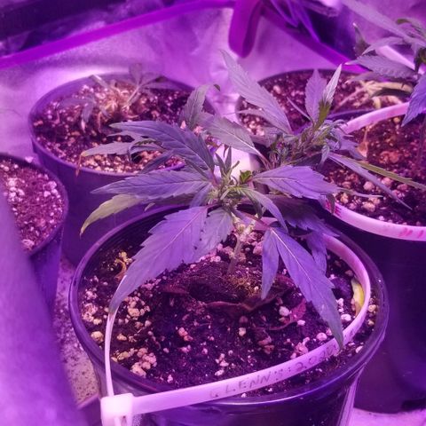 American Pie late clone  #1 growlog timeline photo
