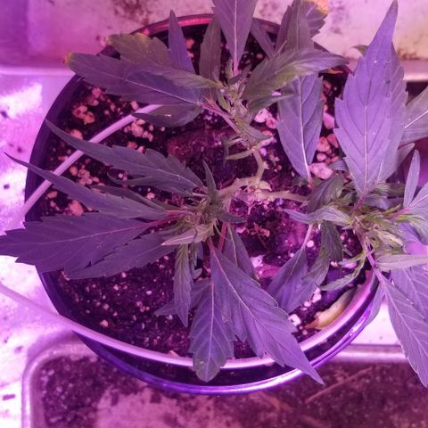 American Pie late clone  #1 growlog timeline photo