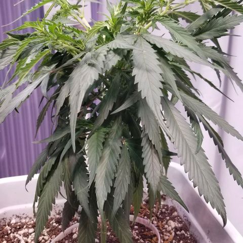 Cookies Kush Clone Sept 17, 2020 #1 growlog photo: 2 shaggy below.  Removing lower branches and buds.