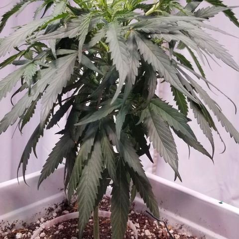 Cookies Kush Clone Sept 17, 2020 #1 growlog photo: 2 shaggy below.  Removing lower branches and buds.