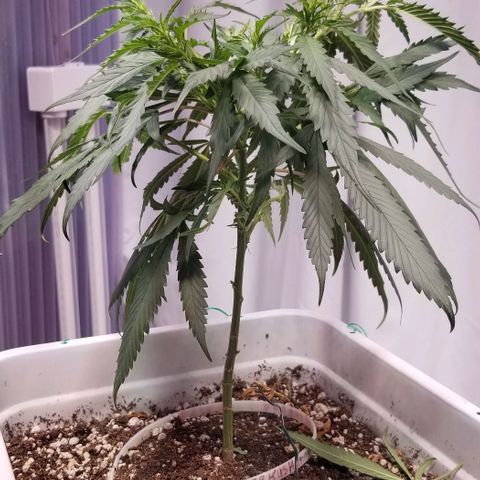 Cookies Kush Clone Sept 17, 2020 #1 growlog photo: Took 2 clones. Again.  Last died
