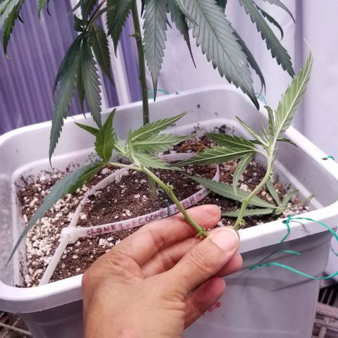 Cookies Kush Clone Sept 17, 2020 #1 growlog photo: Took 2 clones. Again.  Last died
