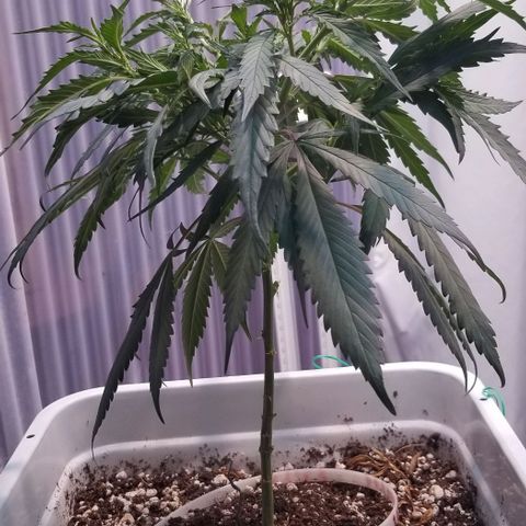 Cookies Kush Clone Sept 17, 2020 #1 growlog timeline photo