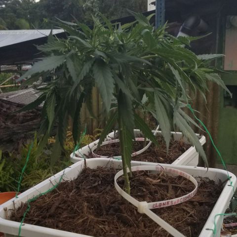 Cookies Kush Clone Sept 17, 2020 #1 growlog timeline photo