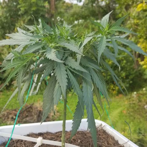Cookies Kush Clone Sept 17, 2020 #1 growlog timeline photo