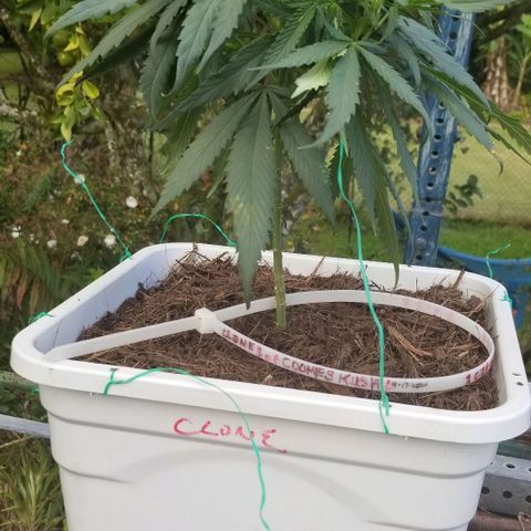 Cookies Kush Clone Sept 17, 2020 #1 growlog timeline photo