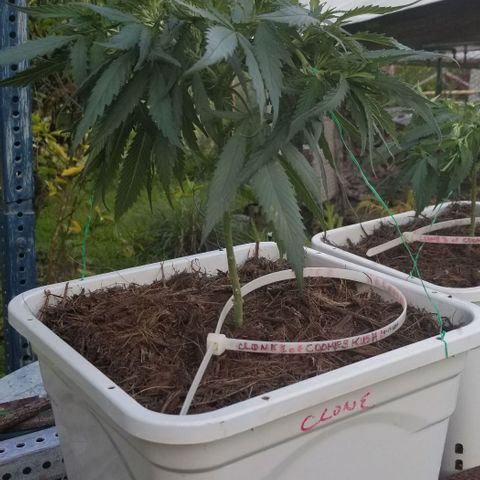 Cookies Kush Clone Sept 17, 2020 #1 growlog timeline photo