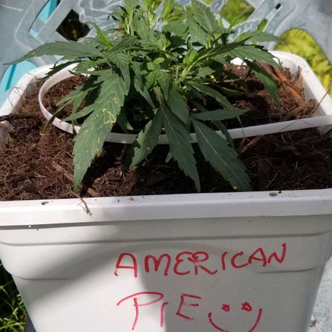 American Pie late clone  #1 growlog timeline photo