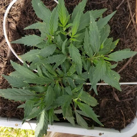 American Pie late clone  #1 growlog timeline photo