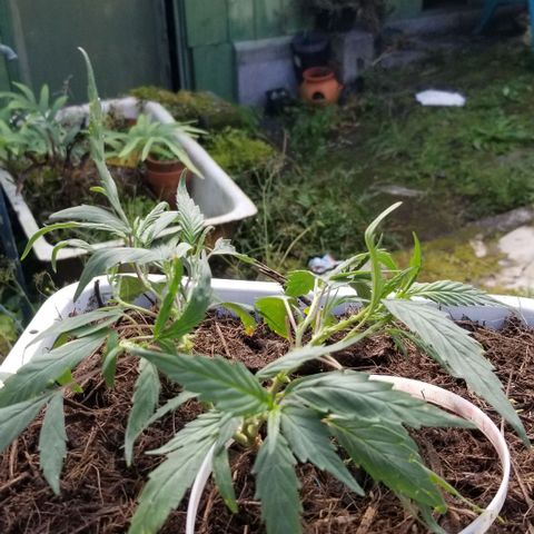 American Pie late clone  #1 growlog timeline photo