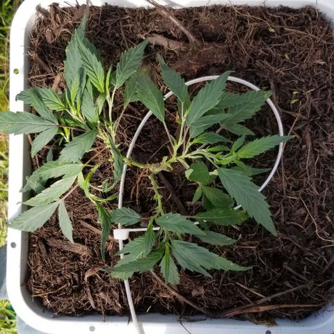 American Pie late clone  #1 growlog timeline photo